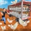 公鸡养殖场 V1.3 安卓版
