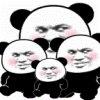 超大熊猫头表情包 V1.0 安卓版