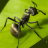 行星蚂蚁 V0.0.1.1 安卓版