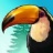 鸟的天堂 V1.0.5 安卓版