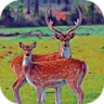 鹿家庭模拟器游戏 V0.2 安卓版