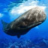 抹香鲸模拟器游戏 V1.0.1 安卓版