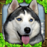 流浪狗生存模拟器游戏 V1.2 安卓版