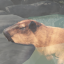 capybara水豚温泉 V1.2.0 安卓版