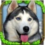 流浪狗模拟器 V1.0.1 安卓版
