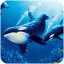 虎鲸模拟器手机版下载 V1.0.9